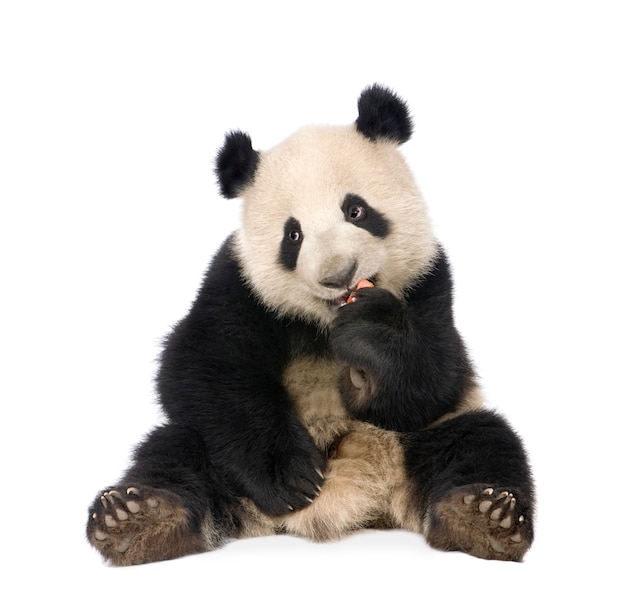 Giant Panda, Ailuropoda melanoleuca on a white isolated