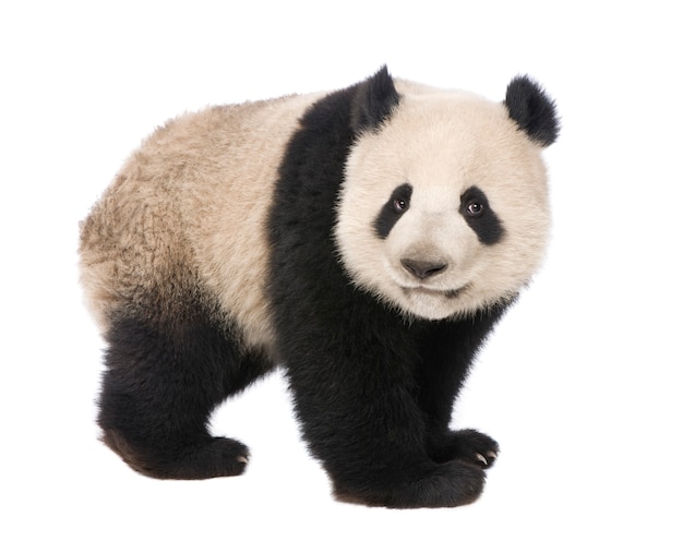 Giant Panda, Ailuropoda melanoleuca on a white isolated