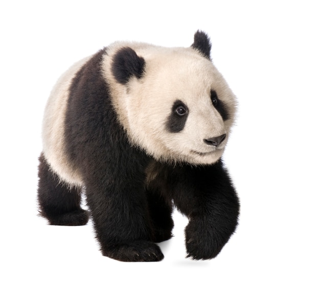 Giant Panda, Ailuropoda melanoleuca on a white isolated