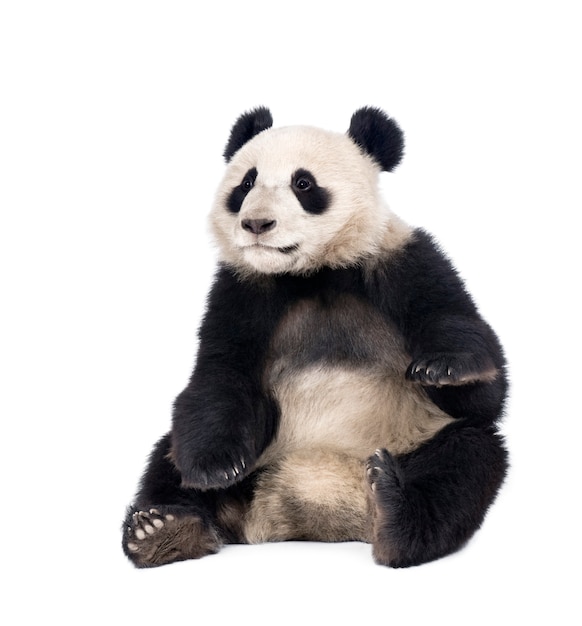 Giant Panda, Ailuropoda melanoleuca on a white isolated