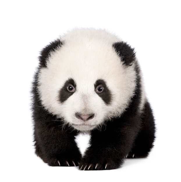 Giant Panda, Ailuropoda melanoleuca on a white isolated