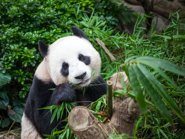 Photo giant panda eating bamboo leaves