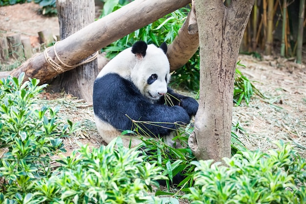 Photo giant panda is eating green bamboo leaf