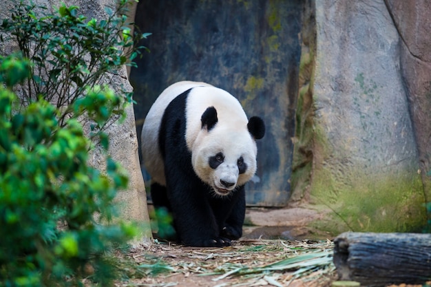 Giant panda walking among green plants