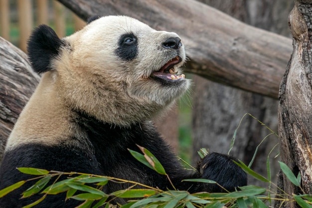 Giant panda while eating bamboo