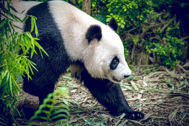 Giant panda