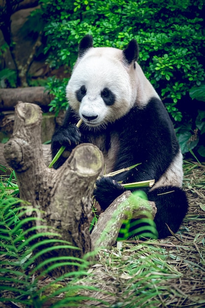 Giant panda