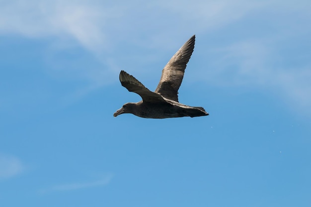 Giant Petrel, Peninsula Valdes, Patagonia, Argentina.