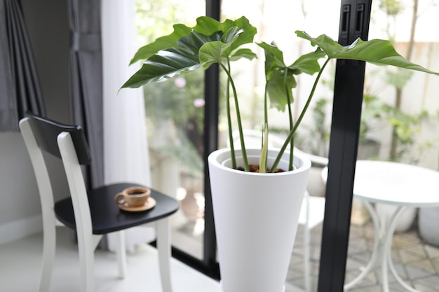 Giant Philodendron plant in white pot and coffee indoor interior