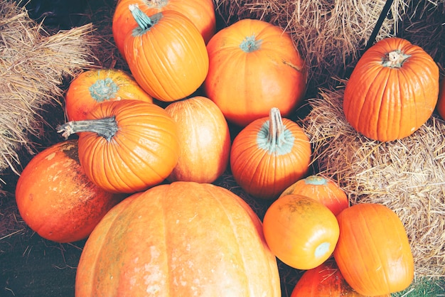 Giant pumpkin in the farm