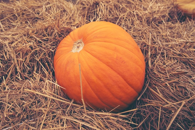 Giant pumpkin in the farm