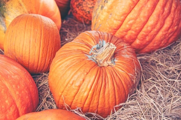 Giant pumpkin in the farm