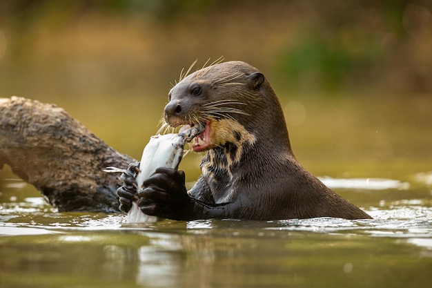 Giant river otter feeding in the nature habitat Wild brasil Brasilian wildlife Rich Pantanal Watter animal Very inteligent creature Fishing fish