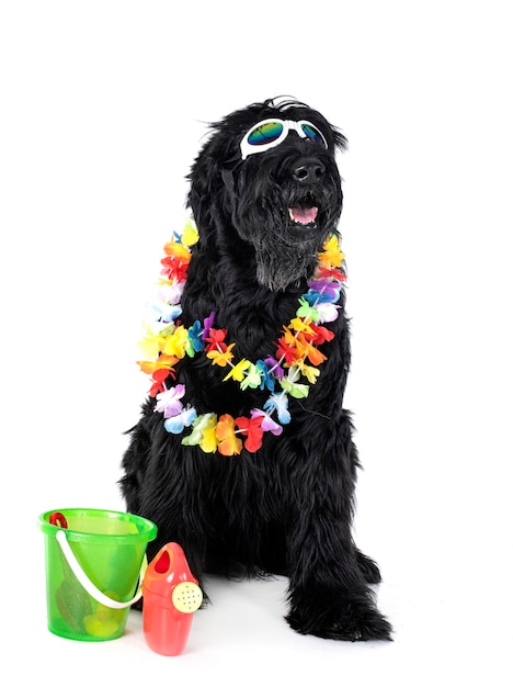 Giant Schnauzer in studio