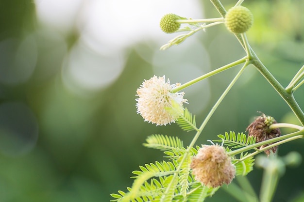 Giant Sensitive Flower, Maiyaraap Ton Flower