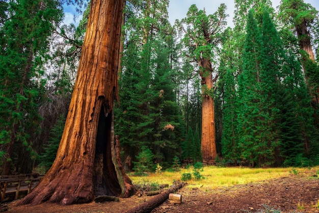 Giant Sequoia Forest in California