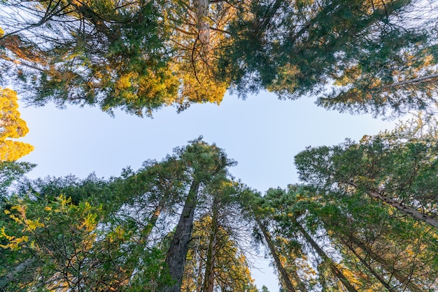 Giant sequoia forest in sunlight