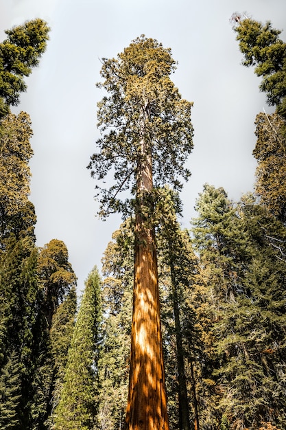 Giant sequoia tree in the Kings Canyon National Park, California