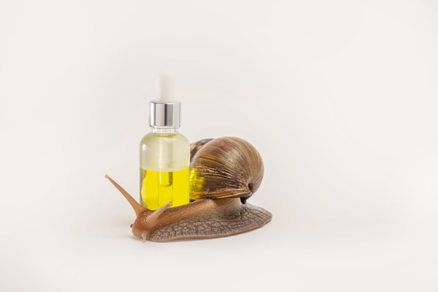 Giant snail Achatina and cosmetics. Natural organic cosmetics. Skin care cosmetics with Snail mucus