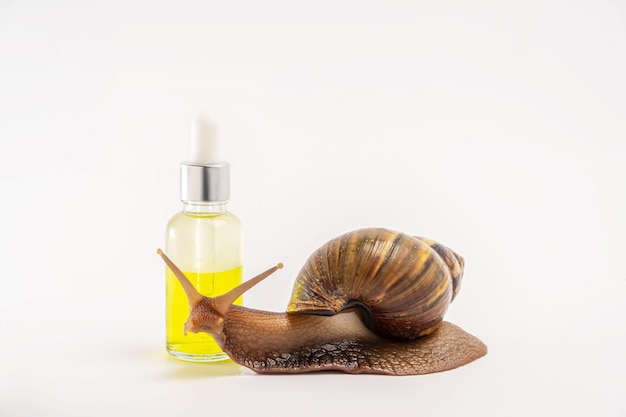 Giant snail Achatina and cosmetics. Natural organic cosmetics. Skin care cosmetics with Snail mucus