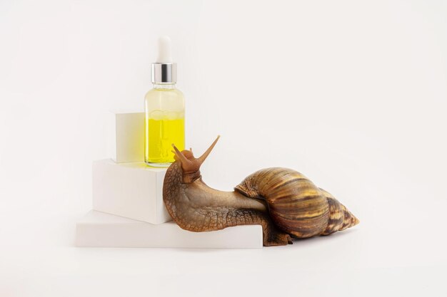 Giant snail Achatina and cosmetics. Natural organic cosmetics. Skin care cosmetics with Snail mucus