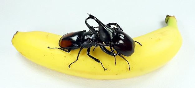 Giant stag beetle Hexarthrius parryi, rhinoceros beetle Xylotrupes gideon on banana. Beetle battle