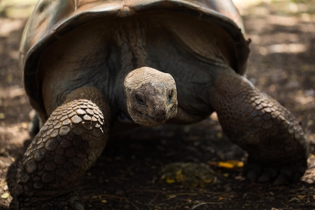 Giant tortoise in Mauritius