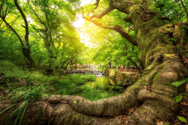 A giant tree in a forest full of green leaves