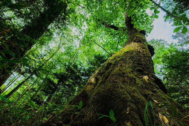 Giant tree of Quercus crispula Ancient forest Hokkaido Japan