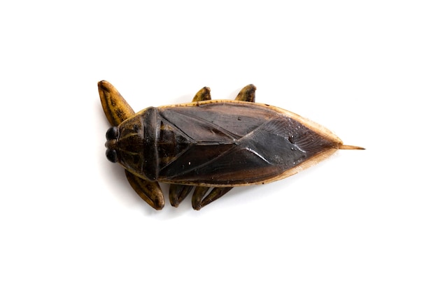 Giant water bug(Lethocerus indicus) Thailand prepared for cooking