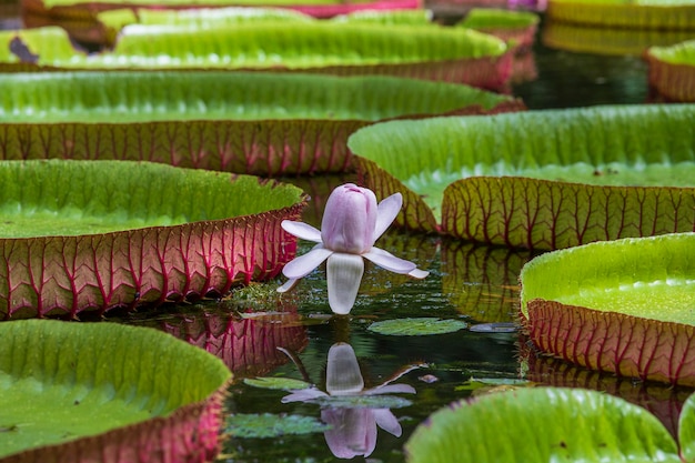 Giant water lily in botanical garden on Island Mauritius . Victoria amazonica or Victoria regia, close up