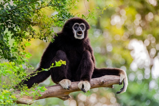 Gibbon on the tree in the zoo.