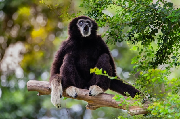 Gibbon on the tree in the zoo.