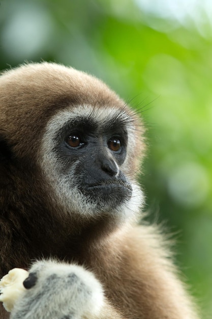 Gibbon