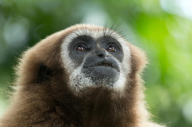 Gibbon