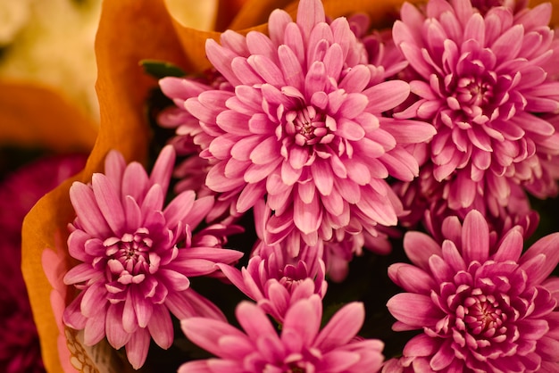 Gift a bouquet of flowers of scarlet chrysanthemums