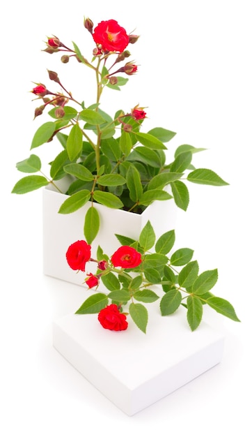 Gift box and rose flowers