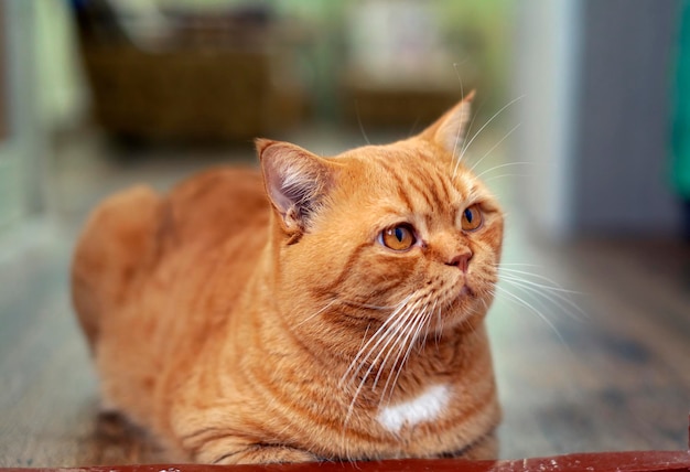 Ginger British cat closeup Resting in the country