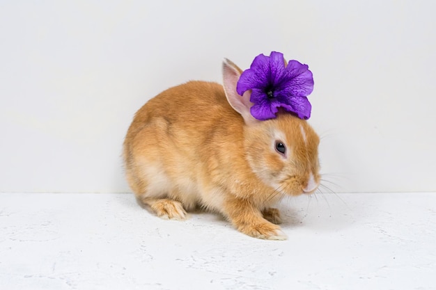 Ginger bunny with a purple flower on a white background The basis for the postcard Place for an inscription