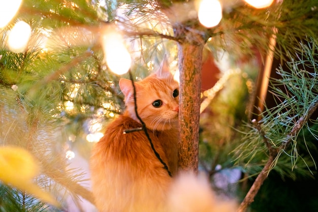 Ginger can on the christmas tree