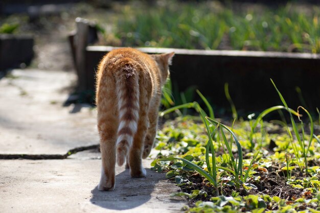 ginger cat basking in the spring sun on the ground in a flower bed