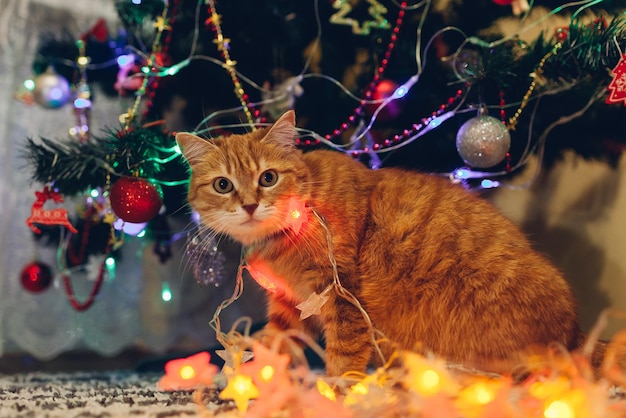 Ginger cat caught playing with illumination lights under Christmas tree at home. Christmas and New year celebration with naughty pet