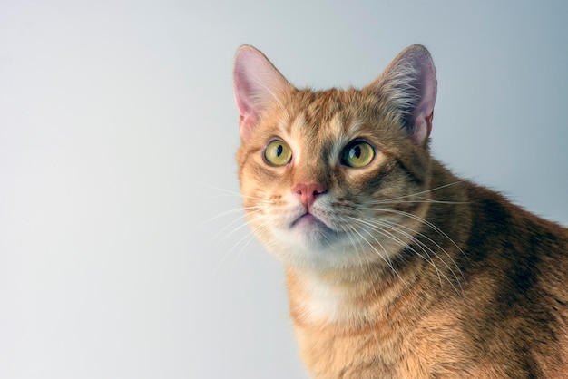 Ginger cat close-up on a light background.