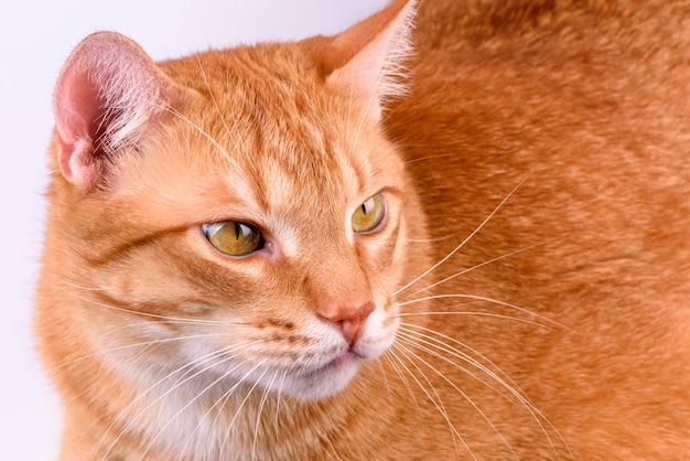 Ginger cat close-up on a light background.