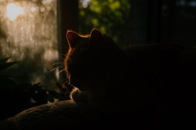 Ginger cat on a dark background sits near the window in which the evening sun shines