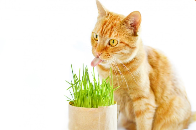 Ginger cat eats grass on an isolated white background