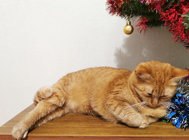 A ginger cat lies under the Christmas tree