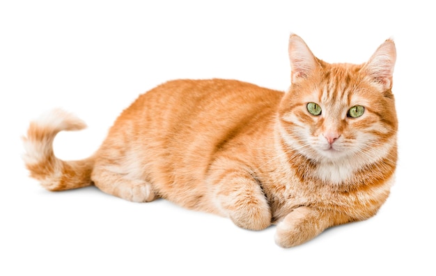 Ginger cat lies on a white isolated background