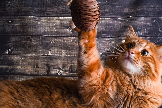 ginger cat plays with a cedar cone on a dark wood wall