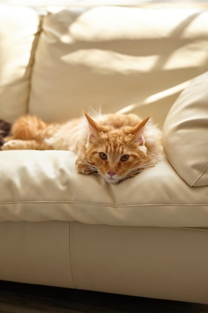 Ginger cat relaxing on couch in living room lying